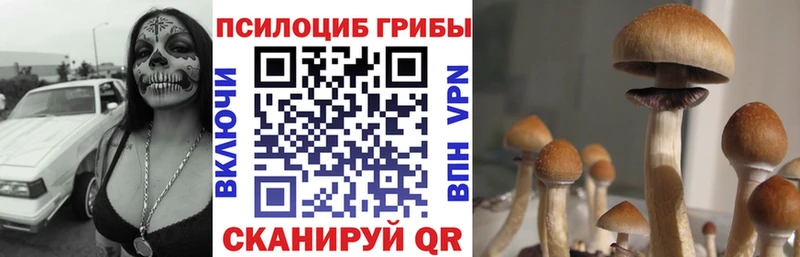 наркота  Тимашёвск  Псилоцибиновые грибы Cubensis 